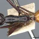 Image of Polyrhachis croceiventris Emery 1900