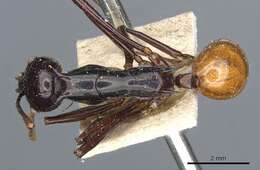 Image de Polyrhachis croceiventris Emery 1900
