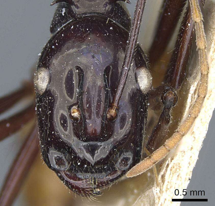 Image de Polyrhachis croceiventris Emery 1900
