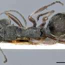 Image de Polyrhachis melpomene Emery 1897