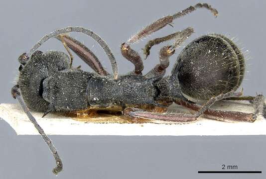 Image of Polyrhachis melpomene Emery 1897