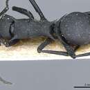 Image of Polyrhachis gestroi Emery 1900