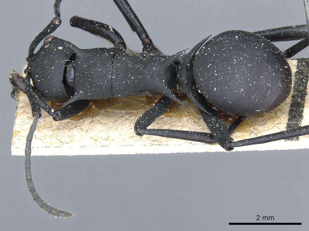 Image of Polyrhachis gestroi Emery 1900