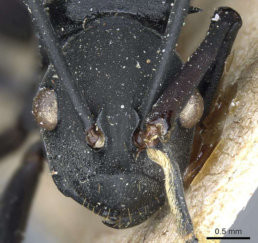 Image of Polyrhachis gestroi Emery 1900