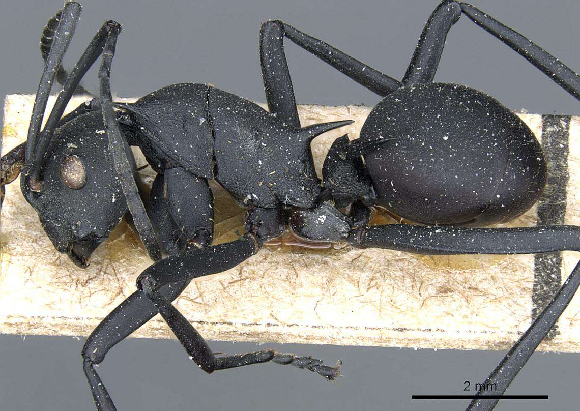 Image of Polyrhachis gestroi Emery 1900