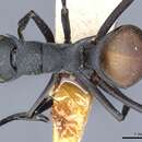 Image of Polyrhachis fortis Emery 1893
