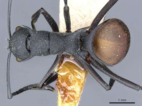 Image of Polyrhachis fortis Emery 1893