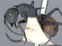 Image de Polyrhachis fortis Emery 1893