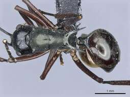 Image of Polyrhachis atrovirens Emery 1900