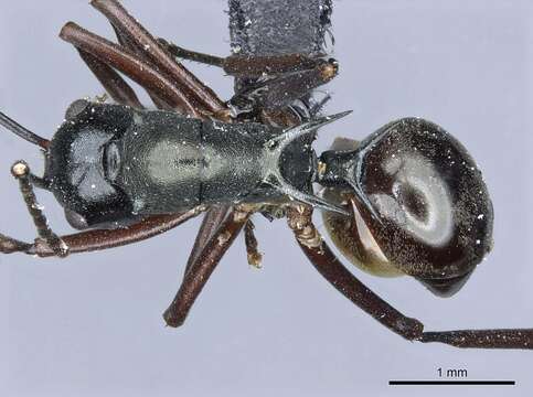 Image of Polyrhachis atrovirens Emery 1900