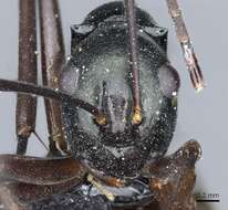 Image of Polyrhachis atrovirens Emery 1900