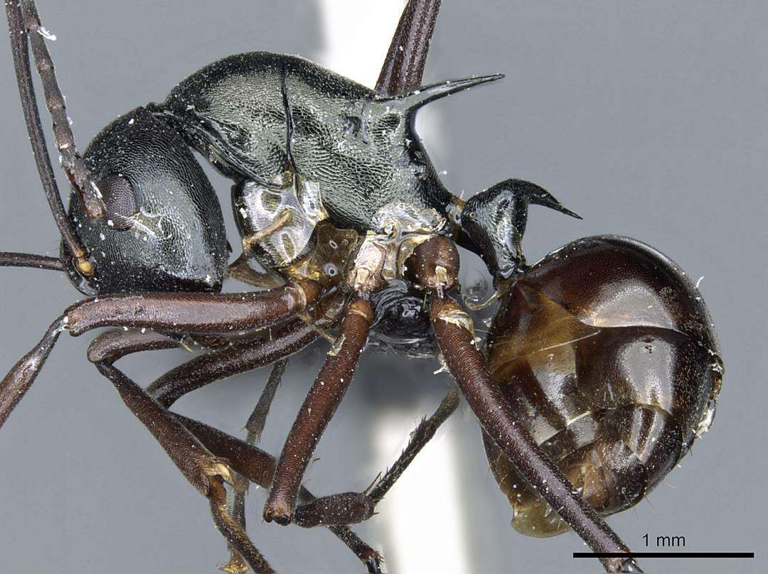 Image of Polyrhachis atrovirens Emery 1900