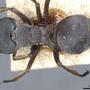 Image of Polyrhachis cephalotes Emery 1893