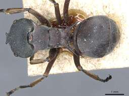 Image of Polyrhachis cephalotes Emery 1893