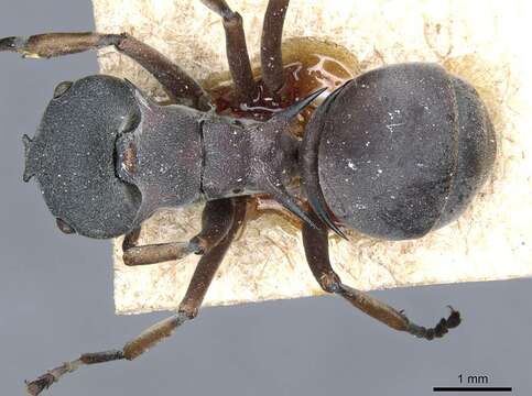 Plancia ëd Polyrhachis cephalotes Emery 1893