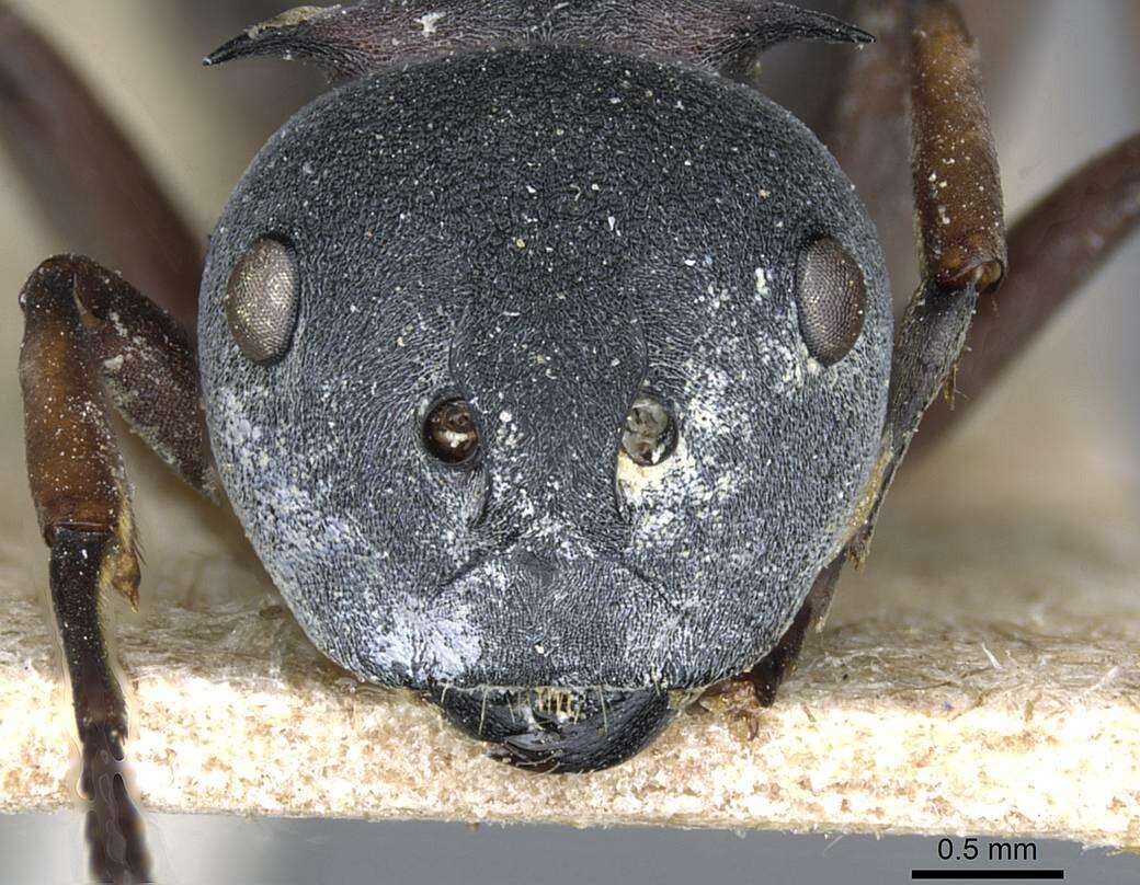 Image of Polyrhachis cephalotes Emery 1893