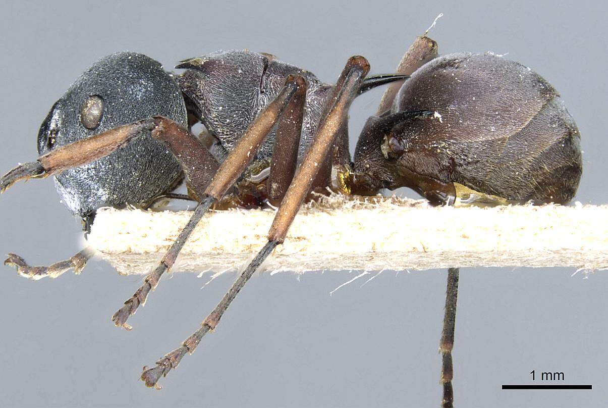 Image of Polyrhachis cephalotes Emery 1893