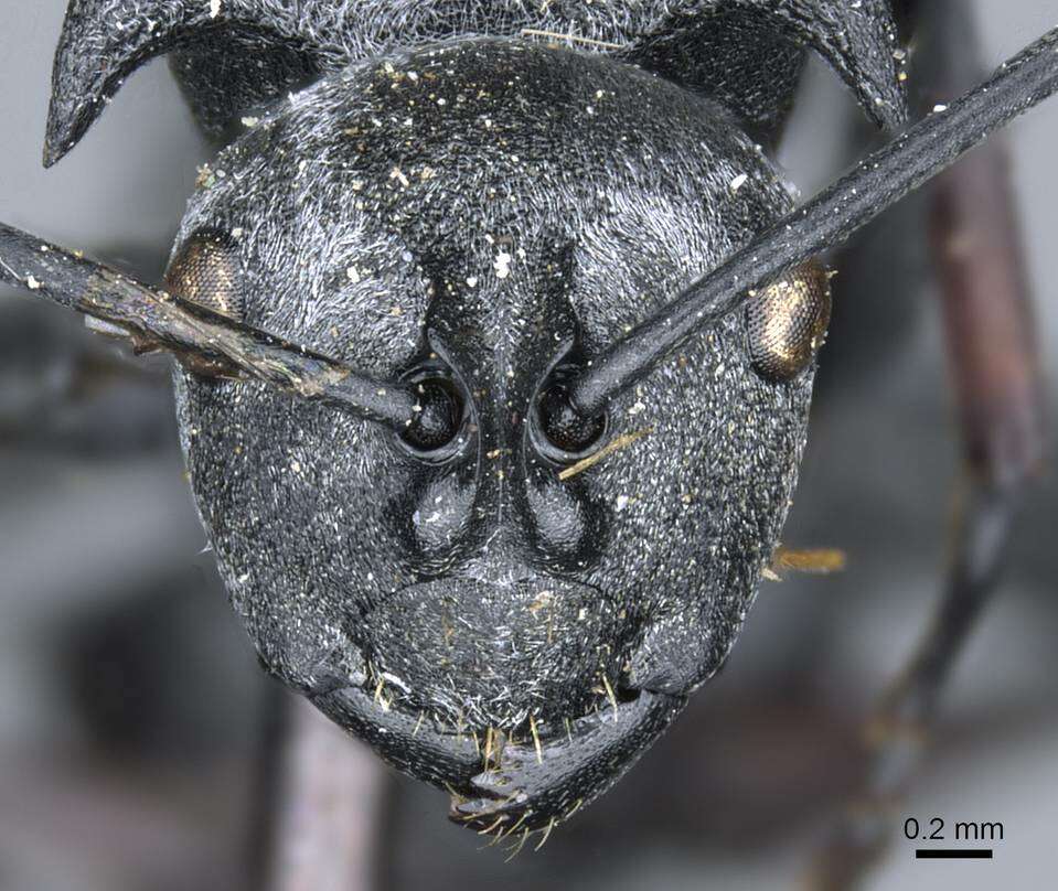 Image of Polyrhachis strictifrons Emery 1898