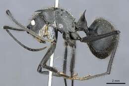 Image of Polyrhachis sculpturata Smith 1860