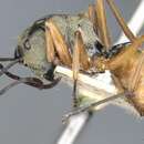 Image of Polyrhachis semitestacea