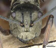 Image of Polyrhachis foreli Kohout 1989