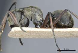 Image of Polyrhachis foreli Kohout 1989