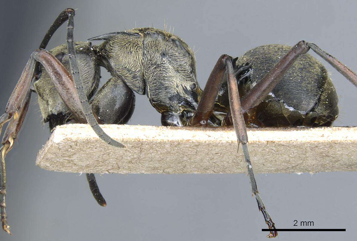 Image of Polyrhachis foreli Kohout 1989