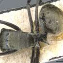 Image of Polyrhachis murina Emery 1893