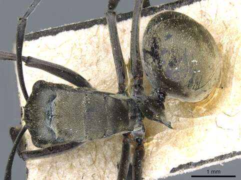 Image of Polyrhachis murina Emery 1893