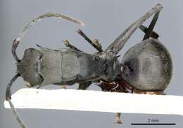 Image of Polyrhachis continua Emery 1887