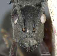 Image of Polyrhachis continua Emery 1887