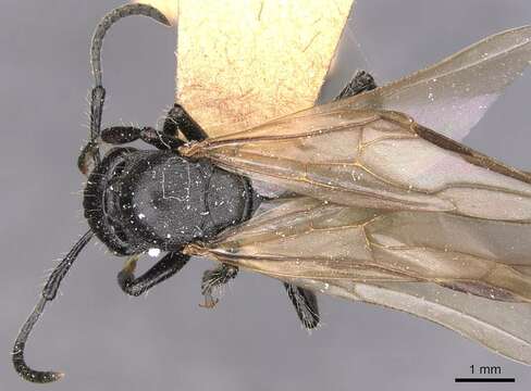 صورة Polyrhachis decemdentata Andre 1889