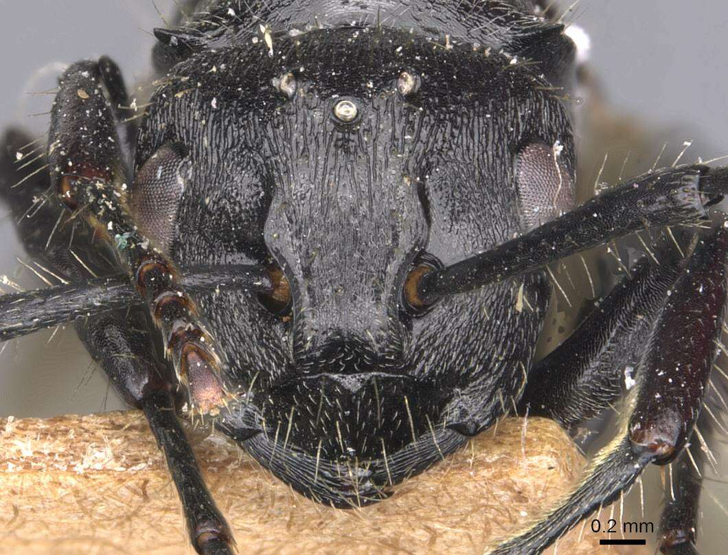 صورة Polyrhachis decemdentata Andre 1889