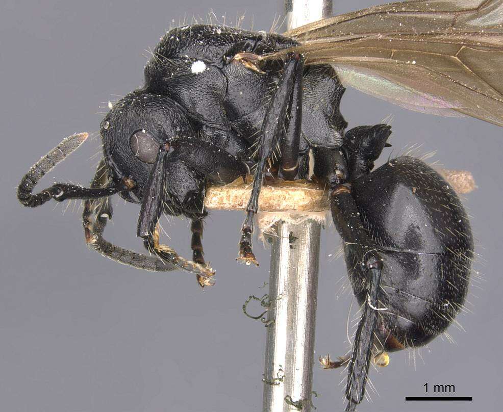 صورة Polyrhachis decemdentata Andre 1889