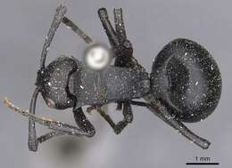 Image of Polyrhachis viscosa Smith 1858