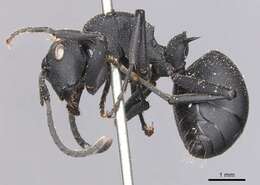 Image of Polyrhachis viscosa Smith 1858