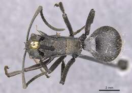 صورة Polyrhachis militaris (Fabricius 1782)