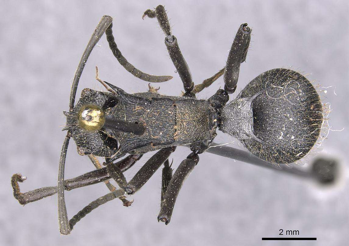 صورة Polyrhachis militaris (Fabricius 1782)