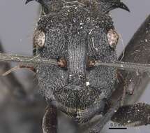 صورة Polyrhachis militaris (Fabricius 1782)