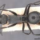 Image de Polyrhachis isacantha Emery 1887