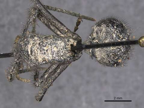 Image of Polyrhachis nigropilosa Mayr 1872