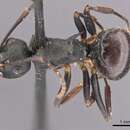 Image of Polyrhachis moesta Emery 1887