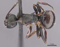 صورة Polyrhachis moesta Emery 1887