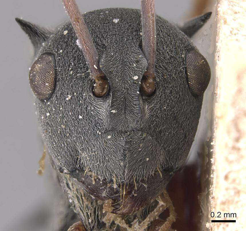Image of Polyrhachis basirufa Emery 1900
