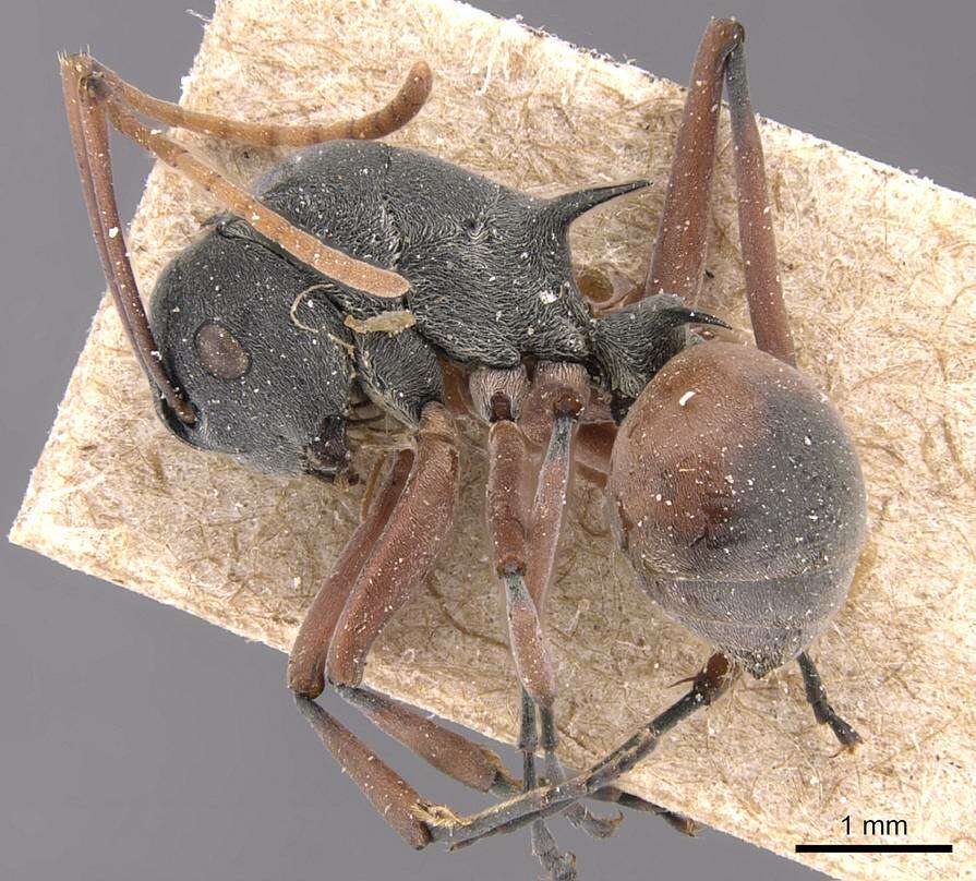 Image of Polyrhachis basirufa Emery 1900