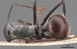 Image de Polyrhachis nigripes