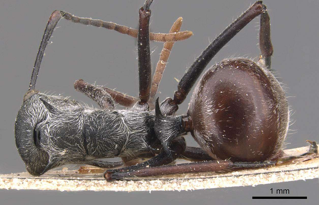 Image of Polyrhachis nigripes