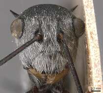 Image of Polyrhachis nigripes