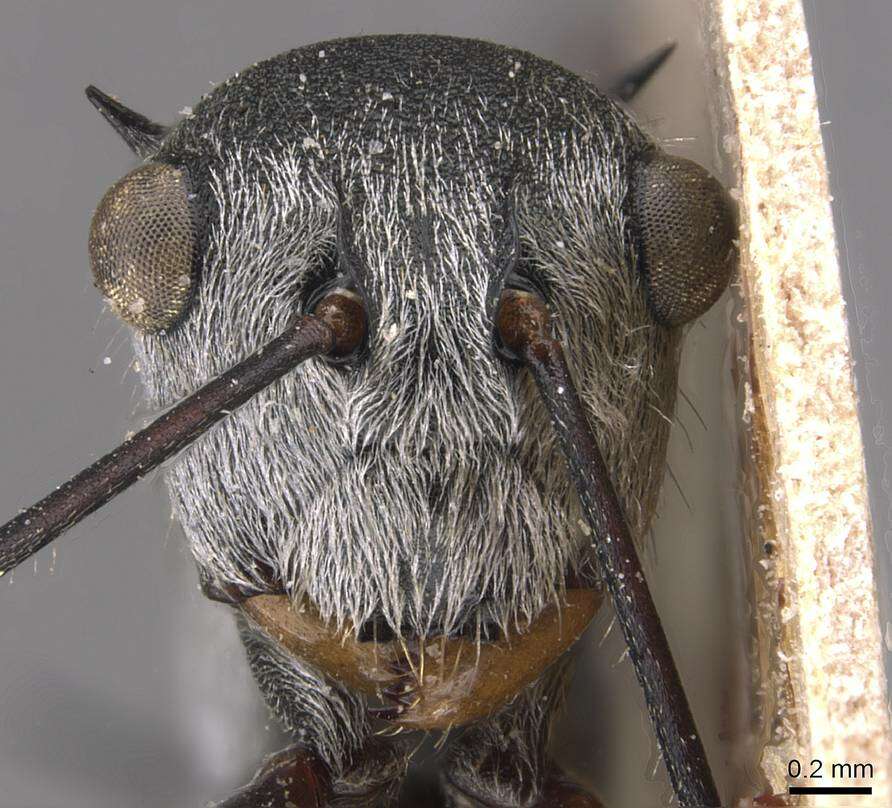 Image de Polyrhachis nigripes