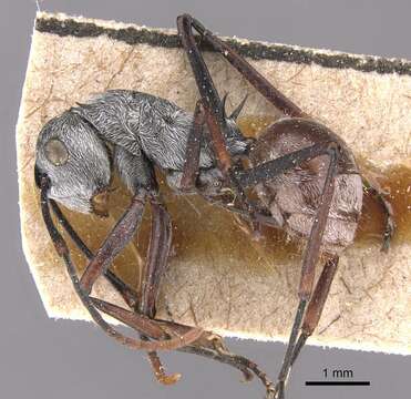 Image de Polyrhachis nigripes